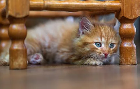 Close-up of red kitten. Foto stock