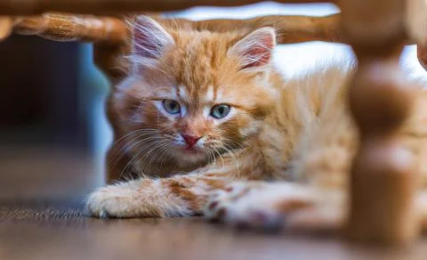Close-up of red kitten. Foto stock