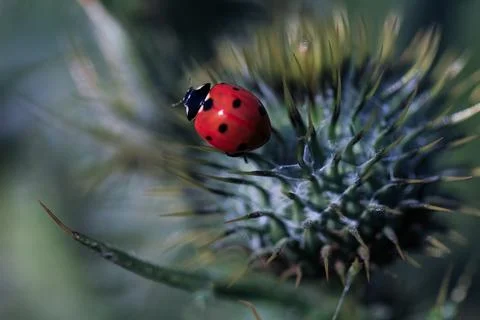Close up red lady bug on a thistle Stock Photos