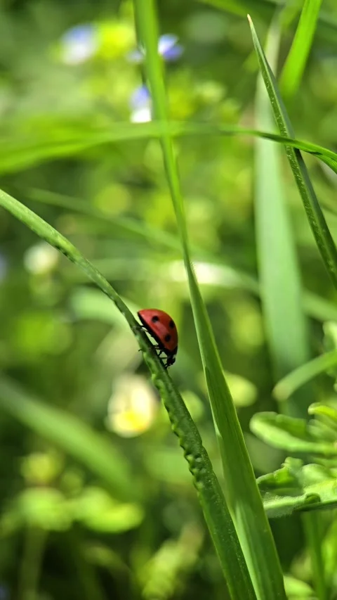 A close-up of a red ladybug walking across rough soil and leaves in bright .. Video stock 310822931