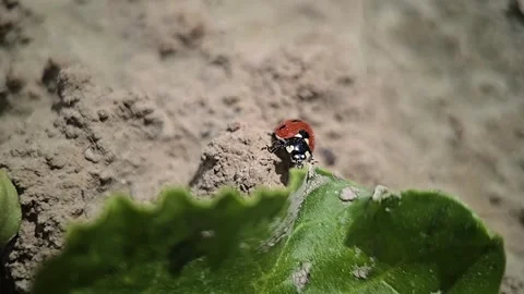 A close-up of a red ladybug walking across rough soil and leaves in bright .. Stock Footage 310822939