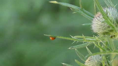 Close-Up of Red Ladybug on Wild Thistle in Nature Stock Footage 340333998