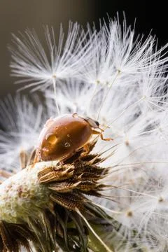 Close up of red ladybug without dots on dandelion. Stock Photos