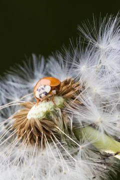 Close up of red ladybug without dots on dandelion. Stock Photos