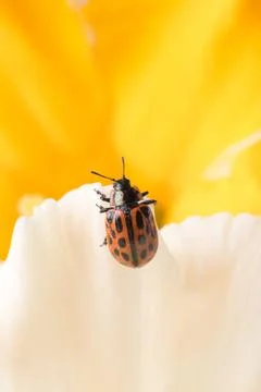 Close up of red ladybug in yellow daffodil flower. Stock Photos