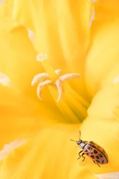 Close up of red ladybug in yellow daffodil flower. Stock Photos