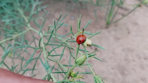 Close Up Of Red Ladybugs Crawling On Wild Harmal Bush Stock Footage 333494150
