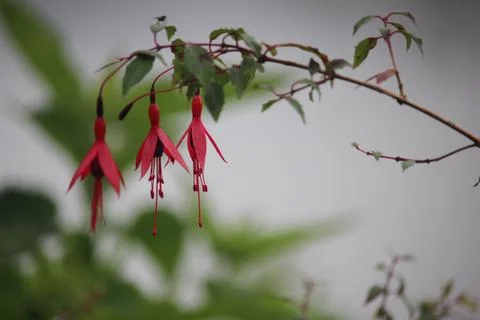 Close up of a red lantern flower or fuchsia flower in bloom Stock Photos