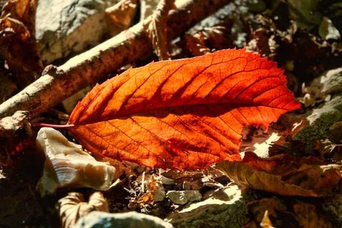 Close-up of a red leaf in autumn Stock Photos