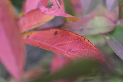 Close up of red leaf on branch Stock Photos