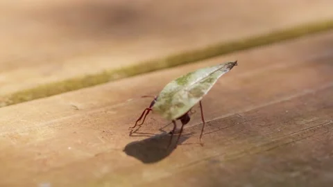 Close-Up of a Red Leaf-Cutter Ant Carrying a Leaf. Stock Footage 277358717