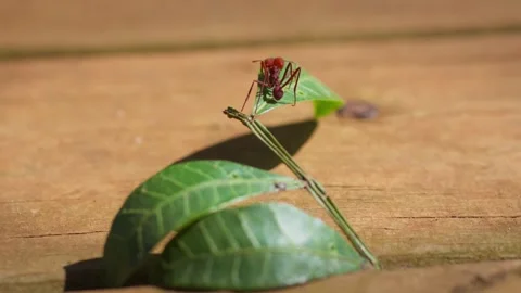 Close-Up of a Red Leaf-Cutter Ant Climbing on Leaves. Stock Footage 277358722