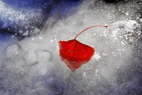 Close up of red leaf forzen in ice with frost Stock Photos