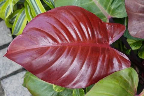 Close up of a red leaf of Philodendron McColley's Finale Stock Photos