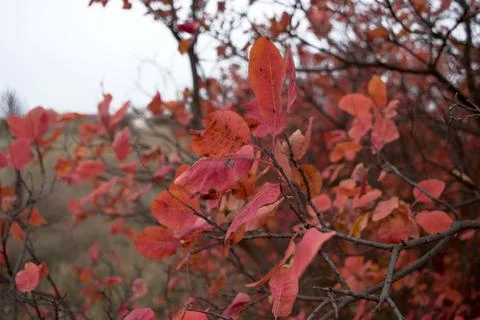 Close up of red leaf plants in the forest. Stock Photos