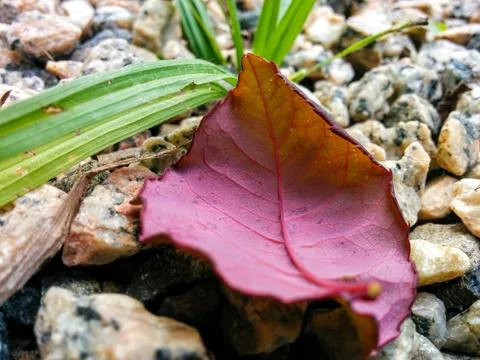 A close up of a red leaf on stone floor background Stock Photos