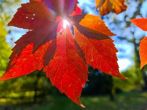 A close up of a red leaf with the sun shining through it 스톡 사진
