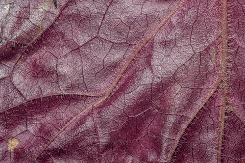 Close Up Red Leaf Texture with Vein Pattern Stock Photos