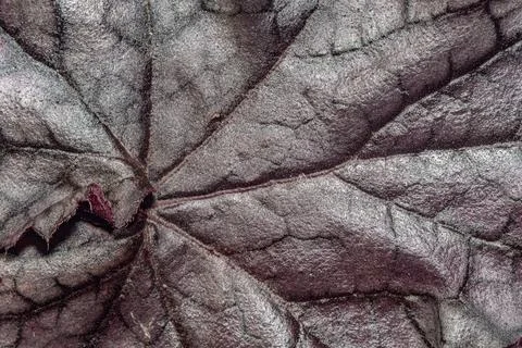 Close Up Red Leaf Texture with Vein Pattern Foto stock