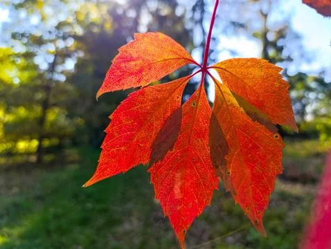 A close up of a red leaf on a tree branch Stock-Fotos
