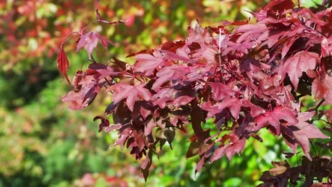 Close up Of Red Leaves Blowing In The Wind In Autumn, UK 動画素材 162884374