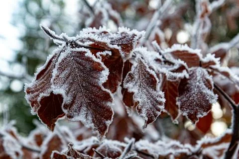 Close-up of red leaves covered with delicate white hoarfrost Stock Photos