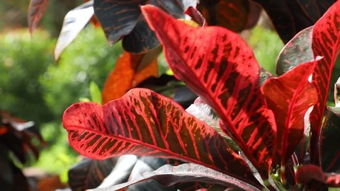 Close up of Red leaves dancing in the garden Stock Footage 117582256