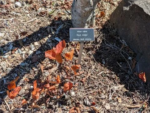 Close-up of red leaves emerging from soil beside a “Red Alder” Stockfoto's