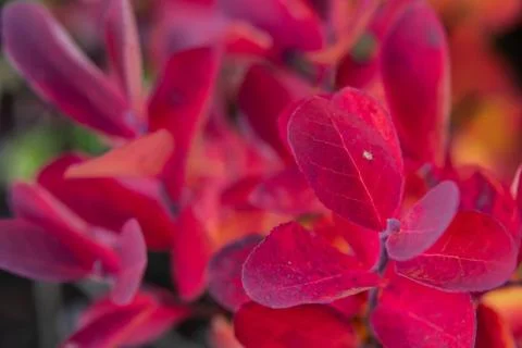 Close Up of Red Leaves in Fall 写真素材