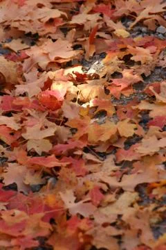 Close up red leaves Stock Photos