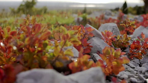 Close up red leaves of sumac is blown by the wind 스톡 동영상 233678522