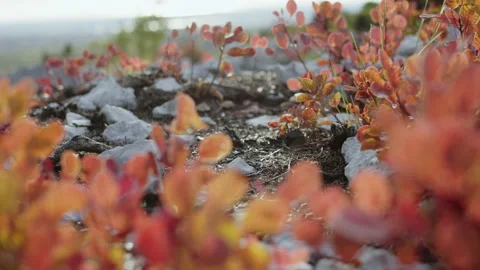 Close up red leaves of sumac is blown by the wind 스톡 동영상 233679620