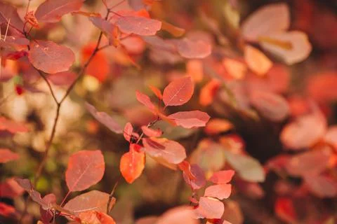 Close up of red leaves on thin branches in sunshine. Nature background Stock Photos