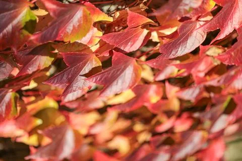A close up of red leaves on a tree Foto stock