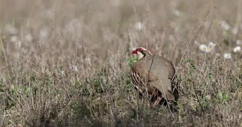 Close-up of a Red-legged partridge pecking for food in a wild field. Stock Footage 326069500
