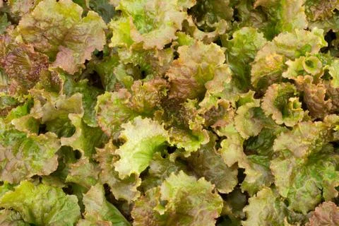 Close up red lettuce background Stock Photos