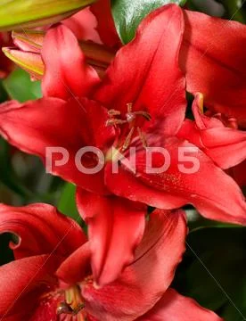 Close-up of red lily from keukenhof park Stock Illustration