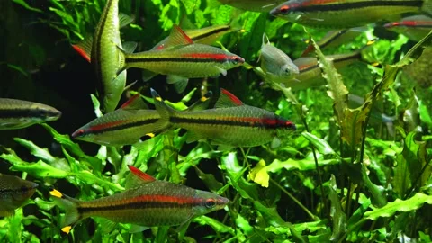 Close up of Red-line Torpedo Barb denisonii. Stock Footage 233445465