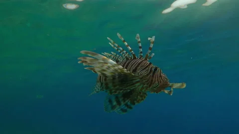 Close-up of Red Lionfish as it swims in blue water under surface below bright Video stock 336511444