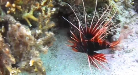 Close-Up of Red Lionfish Resting Among Coral Reef, Red Sea 4K Stock Footage 337899092