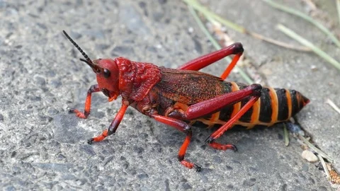  Close up of red locust at rest  動画素材 82250227