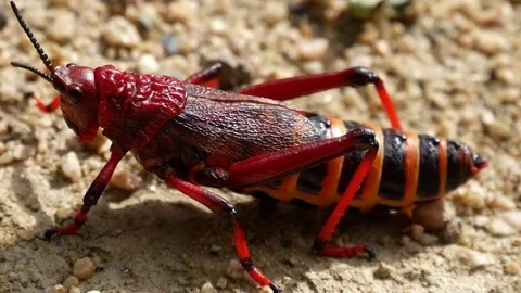 Close up of red locust slowly moving Vidéo 82250230
