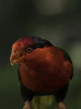 Close up red lorikeet Stock Photos