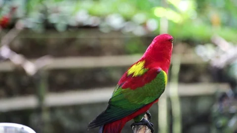Close Up of Red Lory or Mollucan Lory, Indonesian Endemic Bird, Bandung Stock-Footage 129493495