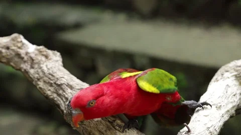 Close Up of Red Lory or Mollucan Lory, Indonesian Endemic Bird, Bandung 스톡 동영상 129503370