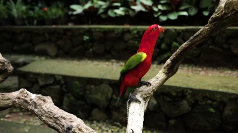 Close Up of Red Lory or Mollucan Lory, Indonesian Endemic Bird, Bandung 스톡 동영상 129503669