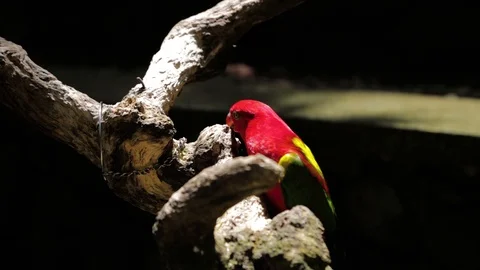 Close Up of Red Lory or Mollucan Lory, Indonesian Endemic Bird, Bandung Видео 129512564