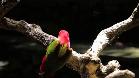 Close Up of Red Lory or Mollucan Lory, Indonesian Endemic Bird, Bandung Video stock 129512802