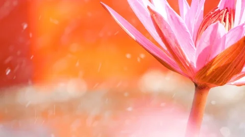 Close up red lotus in swamp with sailing Stock Footage 102419623
