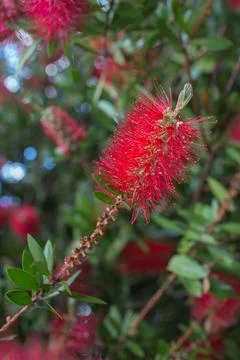 Close up of a red lower of common red bottlebrush, crimson bottlebrush or l.. Stock Photos